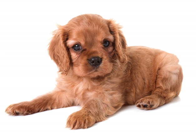 filhote de cachorro cavalier king charles