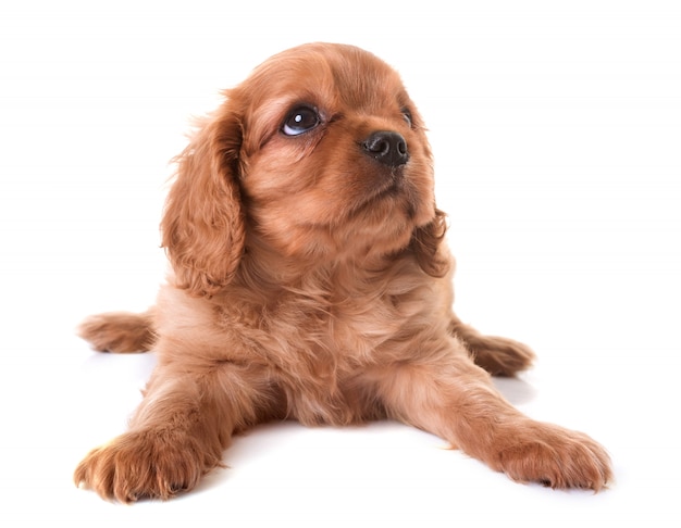 Filhote de cachorro cavalier king charles