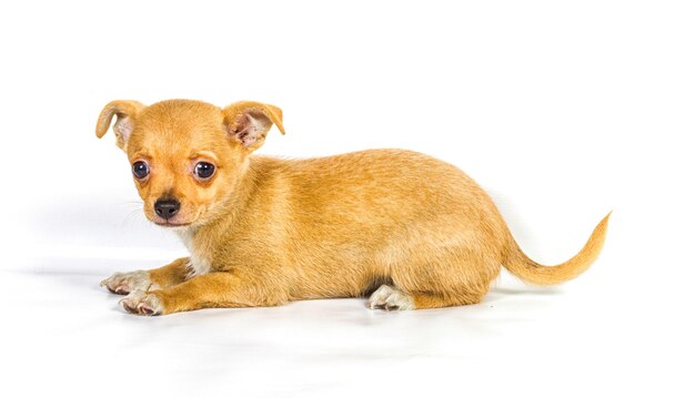 Filhote de cachorro chihuahua 3 meses na frente de um fundo branco