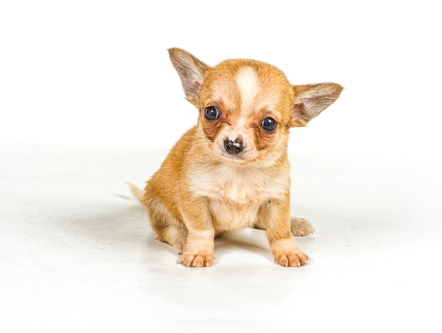 Filhote de cachorro Chihuahua 3 meses na frente de um fundo branco