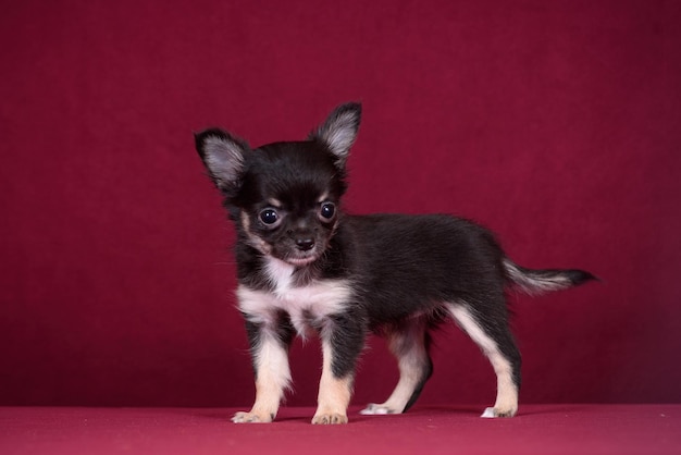 Filhote de cachorro chihuahua bonito em um fundo cor de vinho