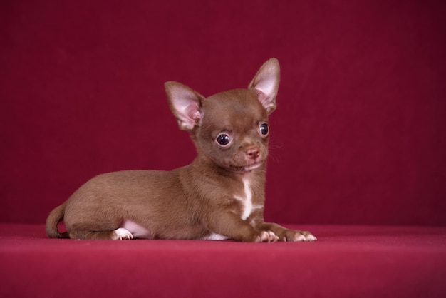 Foto filhote de cachorro chihuahua bonito em um fundo cor de vinho