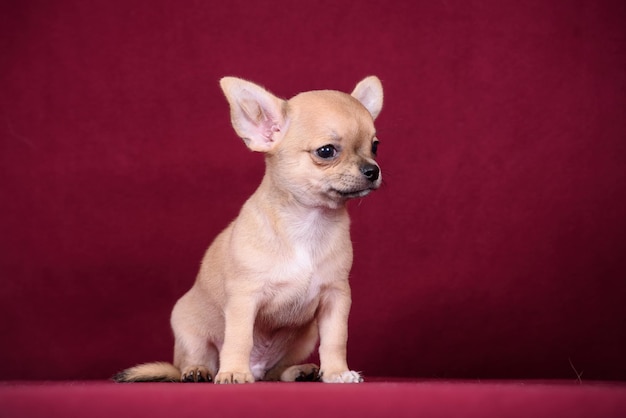 Foto filhote de cachorro chihuahua bonito em um fundo cor de vinho