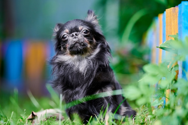 Filhote de cachorro Chihuahua, cachorrinho no jardim. Cachorrinho fofo na grama