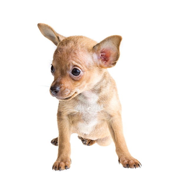 Filhote de cachorro chihuahua de cabelos curtos na frente de um fundo branco