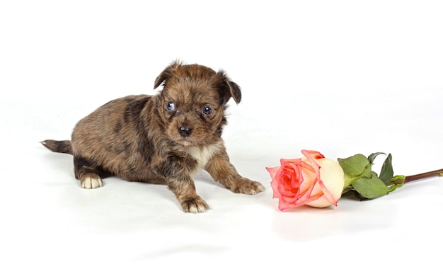 Filhote de cachorro Chihuahua em estúdio