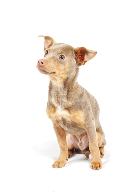 Filhote de cachorro Chihuahua em estúdio