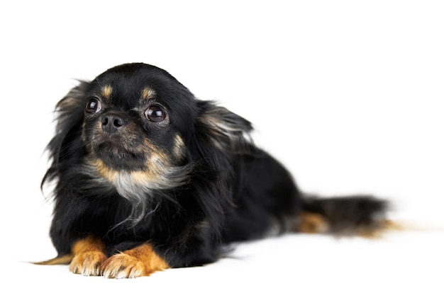 Filhote de cachorro Chihuahua em fundo branco isolado.