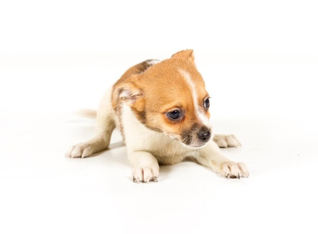 Filhote de cachorro Chihuahua na frente de um fundo branco