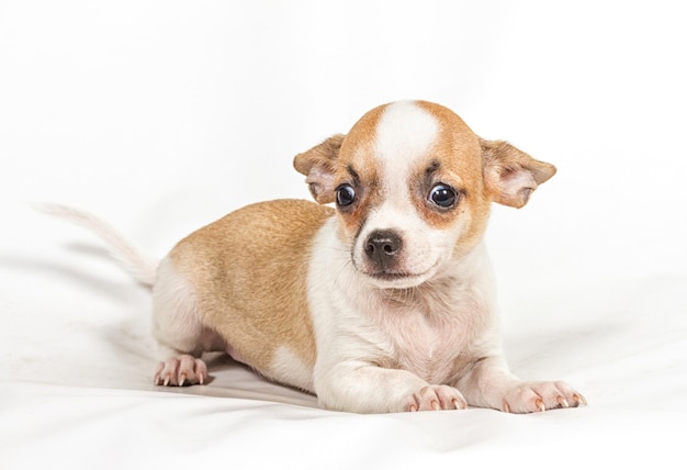 Foto filhote de cachorro chihuahua no fundo branco