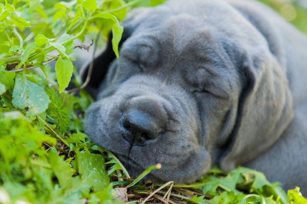 Filhote de cachorro cinza Great Dane ao ar livre