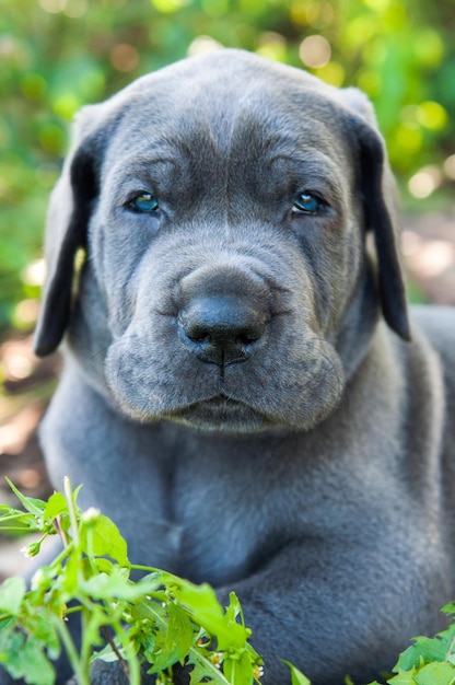 Filhote de cachorro cinza Great Dane ao ar livre