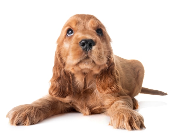 filhote de cachorro cocker spaniel