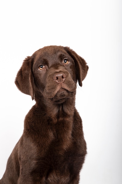 Filhote de cachorro cor de chocolate com três meses de idade de labrador com laço do sequin no fundo branco. imagem vertical.