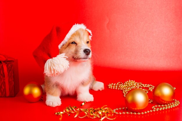 Filhote de cachorro corgi com chapéu de papai noel em fundo vermelho natal, ano novo