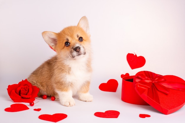 Filhote de cachorro Corgi em um fundo branco com uma caixa em forma de coração de coração Dia dos namorados