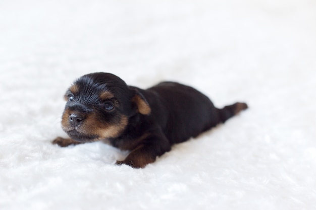 Filhote de cachorro cute yorkshire terrier