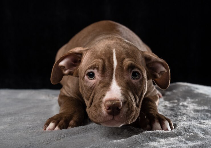 Foto filhote de cachorro da raça american bully em um fundo preto