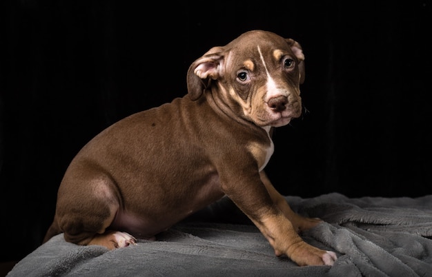 Filhote de cachorro da raça Bulli americana em fundo preto