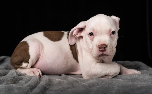 Filhote de cachorro da raça Bulli americana em fundo preto