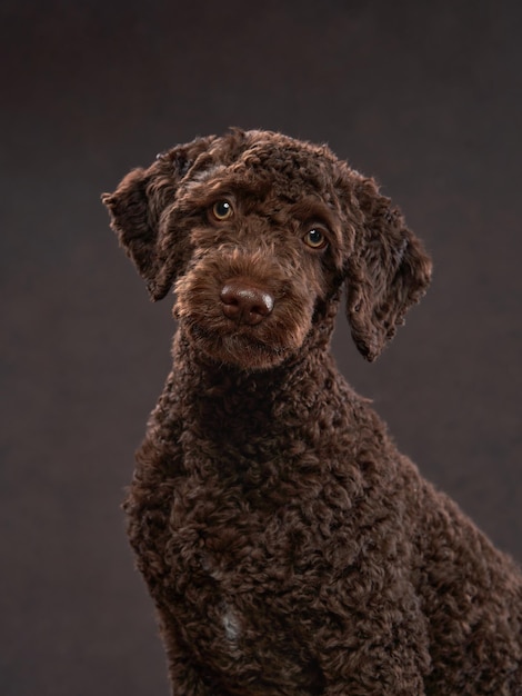 Filhote de cachorro de água espanhol engraçado em um fundo bege Retrato de um animal de estimação em um estúdio fotográfico