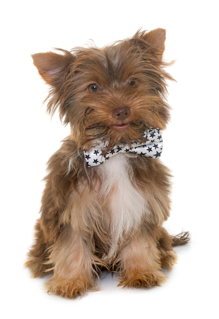 Filhote de cachorro de chocolate yorkshire terrier