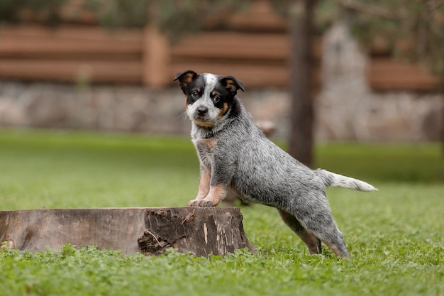 Filhote de cachorro de gado australiano ao ar livre Filhotes de cachorro da raça Blue heeler no quintal Cama de cachorro Canil