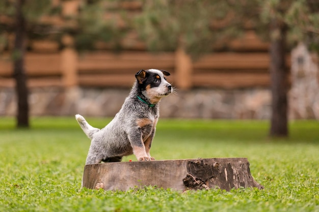 Filhote de cachorro de gado australiano ao ar livre. Raça de cachorro blue heeler. Filhotes de cachorro no quintal
