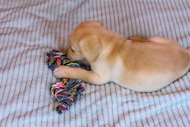 Foto filhote de cachorro de raça pura do labrador retriever brincando com um brinquedo de corda