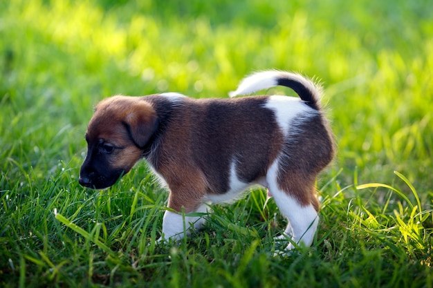 Filhote de cachorro de raça pura Fox terrier de pêlo liso, caminha no parque ao ar livre, na grama verde