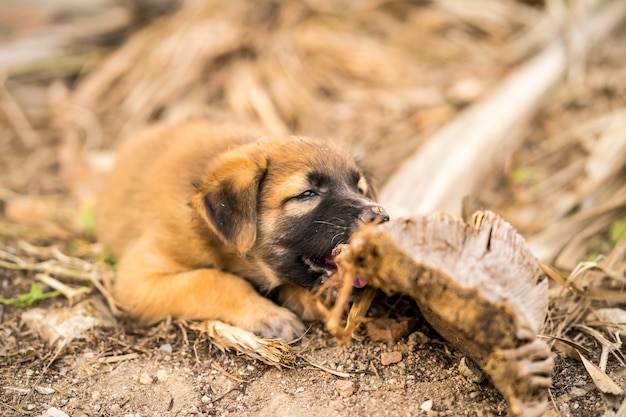 Filhote de cachorro de rua castanho parado no chão