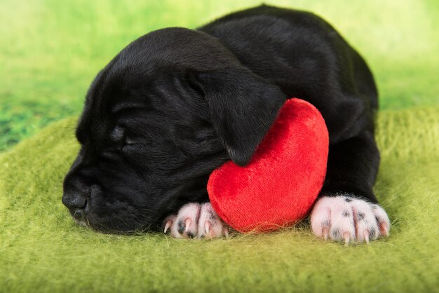 Filhote de cachorro de staffordshire terrier americano preto e branco com coração vermelho