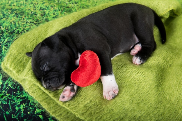 Filhote de cachorro de staffordshire terrier americano preto e branco com coração vermelho