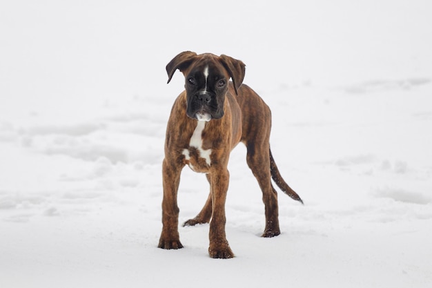 Foto filhote de cachorro de um pugilista cor de tigre olha para a foto da câmera no inverno em um fundo de neve