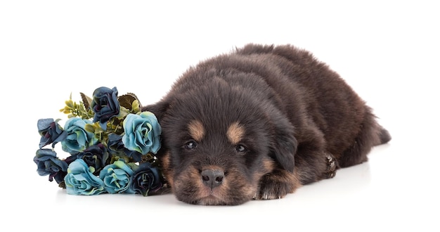 Filhote de cachorro de uma fazenda de cães tibetanos