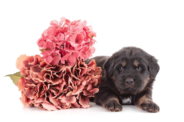 Filhote de cachorro de uma fazenda de cães tibetanos