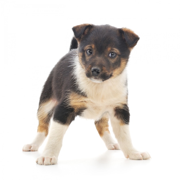 Filhote de cachorro do bebê no fundo branco