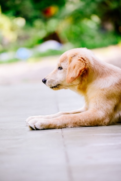 Filhote de cachorro do cão de labrador retriever que senta e que espera o alimento com esperança.