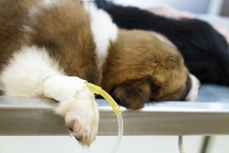 Foto filhote de cachorro doente com gotejamento intravenoso na mesa de operação em veterinária