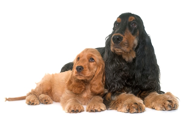 Filhote de cachorro e adulto cocker spaniel