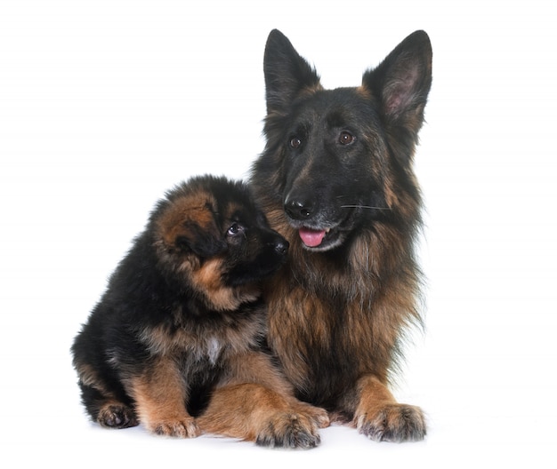 Filhote de cachorro e adulto pastor alemão