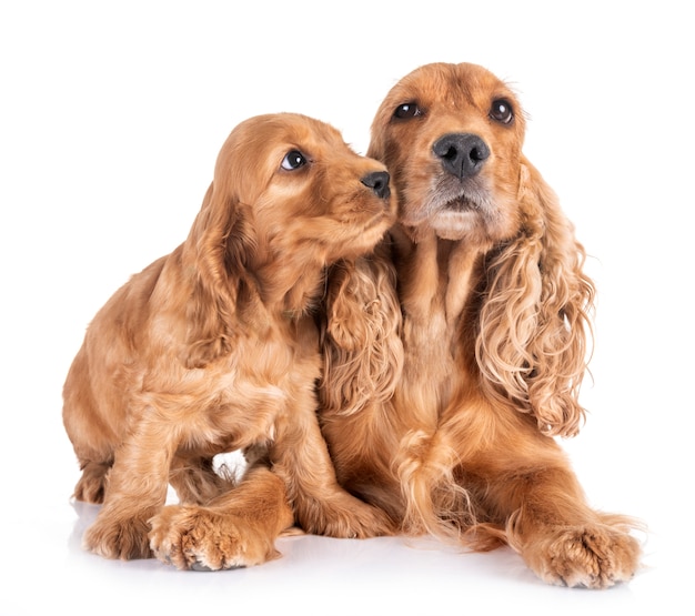 filhote de cachorro e mãe cocker spaniel