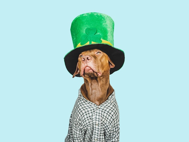 Filhote de cachorro e um chapéu de duende verde brilhante
