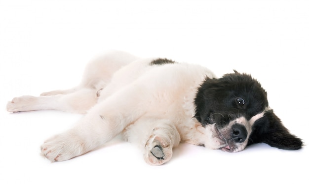 Filhote de cachorro em estúdio