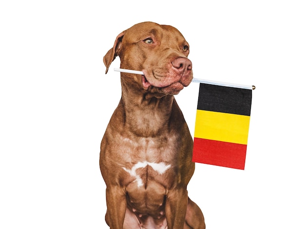 Filhote de cachorro encantador com a bandeira nacional da Bélgica