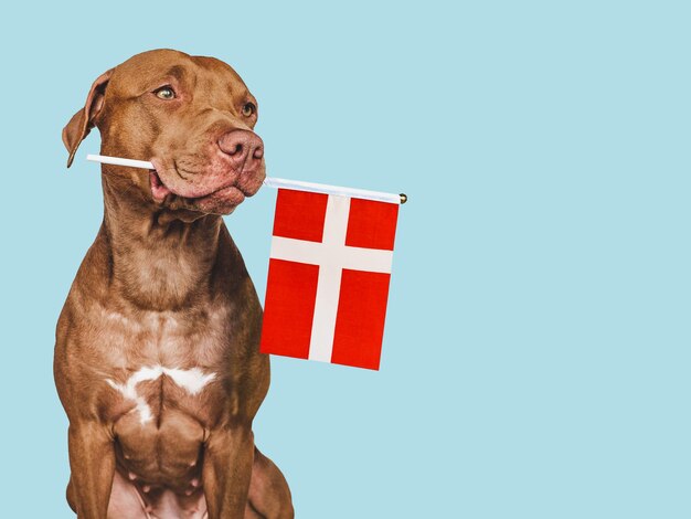 Filhote de cachorro encantador com a bandeira nacional da dinamarca