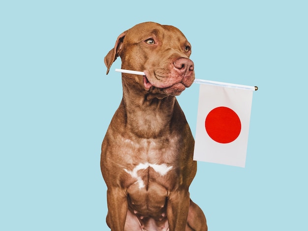 Filhote de cachorro encantador com a bandeira nacional do japão