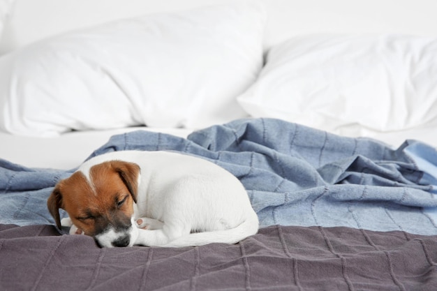 Filhote de cachorro engraçado bonito dormindo na cama em casa