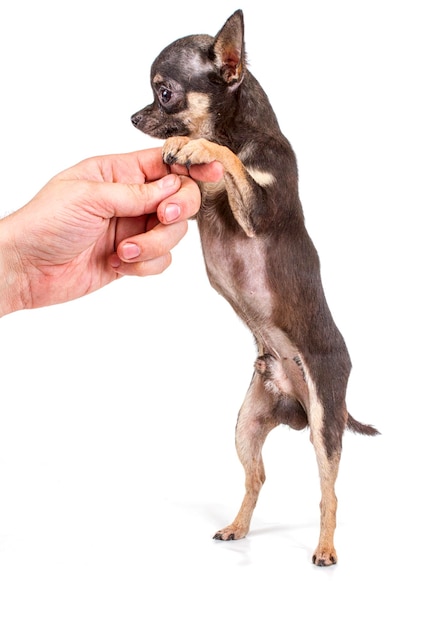 Filhote de cachorro engraçado Chihuahua posa em um fundo branco