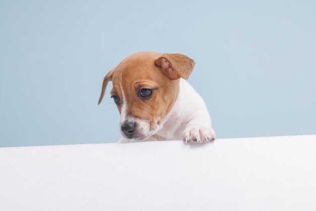 Filhote de cachorro engraçado jack russell de perto